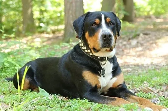 Duży szwajcarski pies rejestracji FCI, Cieszyn
