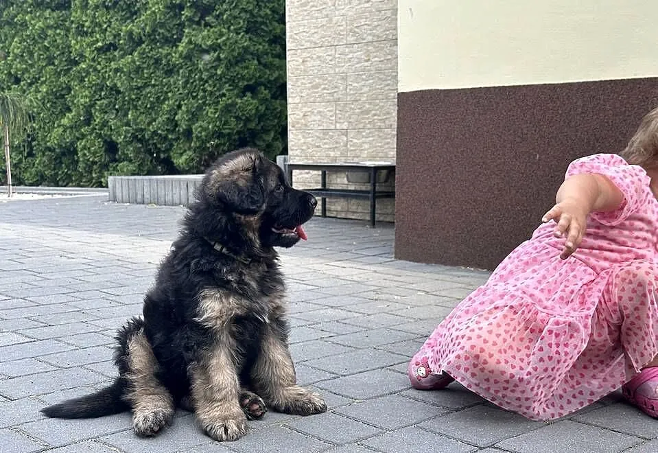 Owczarek Niemiecki Długowłosy, Łódzkie, Sieradz