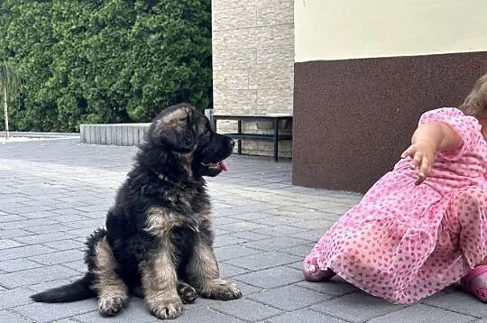 Owczarek Niemiecki Długowłosy, Łódzkie, Sieradz