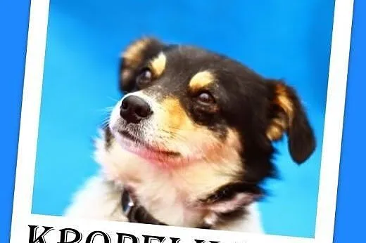 6 kg, 12 mies.delikatna,lagodna,spokojna suczka KROPELKA.Adopcja,  łódzkie Łódź