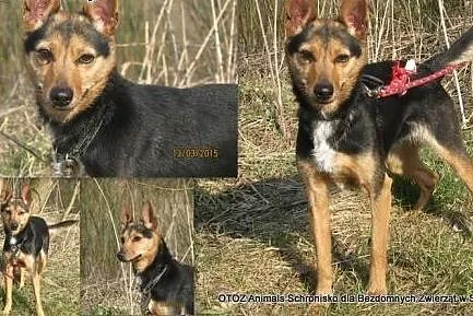 Płotka szuka nowego domu,  pomorskie Słupsk