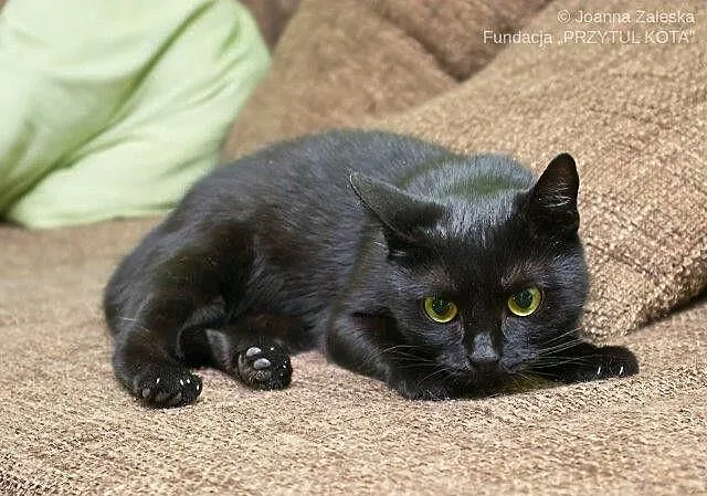 Cleo - mała łobuziara