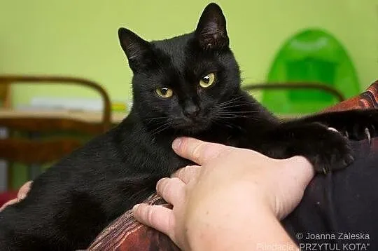 Cleo - mała łobuziara