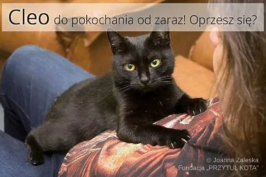 Cleo - mała łobuziara
