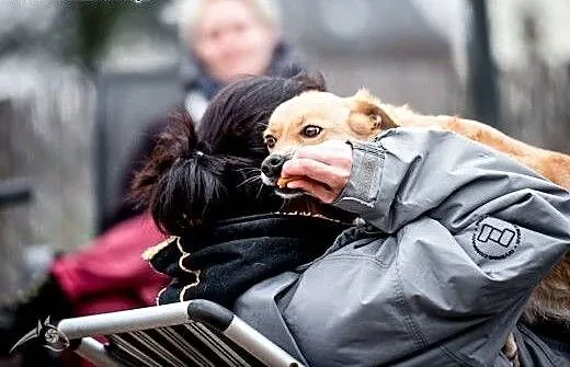 Kanapowa BALBINA czeka na swój dom, małopolskie K