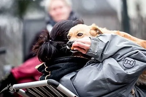 Kanapowa BALBINA czeka na swój dom,  małopolskie K