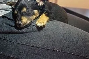 Szczeniak AL szuka domu! adoptuj i pokochaj maluch