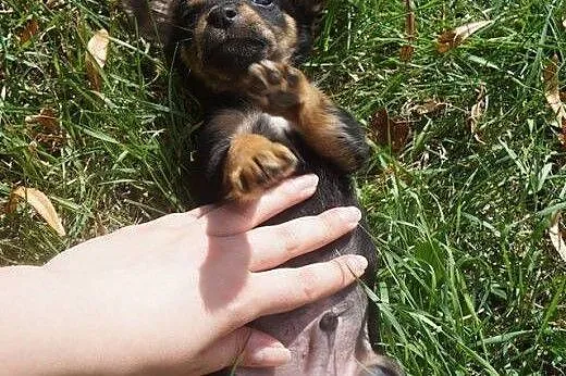 Szczeniak AL szuka domu! adoptuj i pokochaj maluch