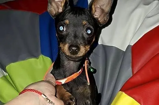 Ratlerek pinczer sarenka miniaturka, Podkarpackie, Jasło