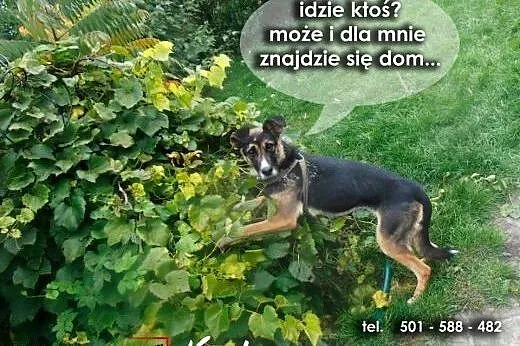 Zuzia - niewielki Owczarek Niemiecki - szuka   dom