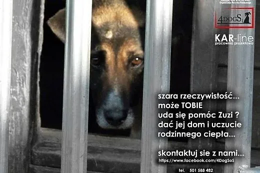 Zuzia - niewielki Owczarek Niemiecki - szuka   dom