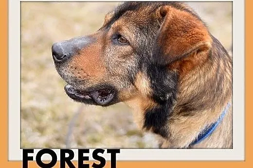 FOREST,duży 40 kg,przyjazny, spokojny,odważny pies