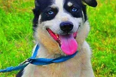 ALDONA - piękna sunia, która od 2 lat mieszka w schronisku do adopcji,  mazowieckie Warszawa
