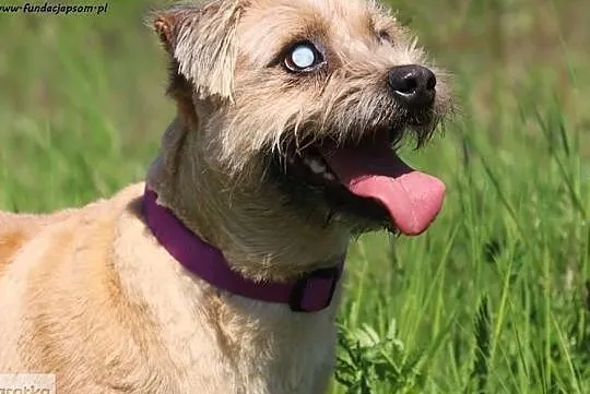 Jim - niewidomego psa do adopcji poleca Jowita Bud, Nowy Dwór Mazowiecki