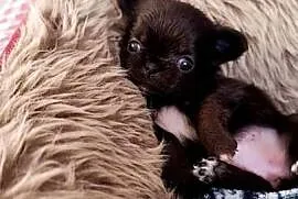 Chihuahua długowłosa