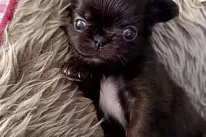 Chihuahua długowłosa, Mazowieckie, Warszawa