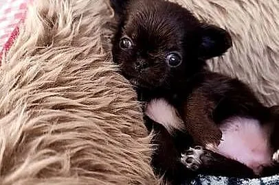 Chihuahua długowłosa, Mazowieckie, Warszawa