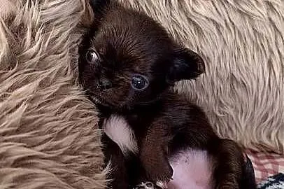 Chihuahua długowłosa, Mazowieckie, Warszawa