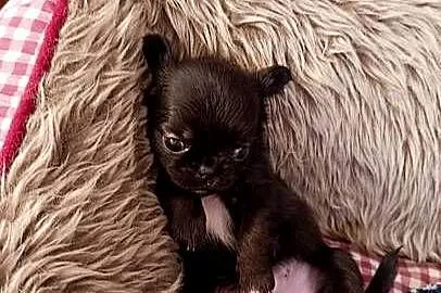 Chihuahua długowłosa, Mazowieckie, Warszawa