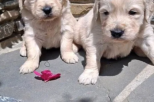 Szczenięta Golden Retriver, Małopolskie, Limanowa
