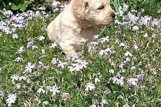 Szczenięta Golden Retriver, Małopolskie, Limanowa