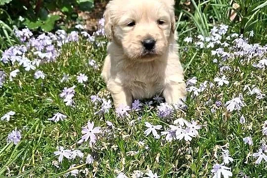 Szczenięta Golden Retriver, Małopolskie, Limanowa