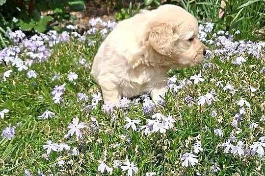 Szczenięta Golden Retriver, Małopolskie, Limanowa