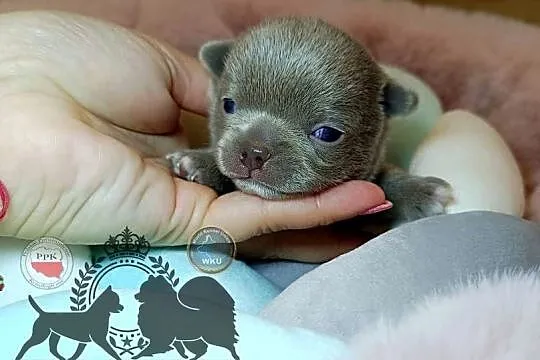 Chihuahua piesek liliowy krótkowłosy piękny badania rodowód