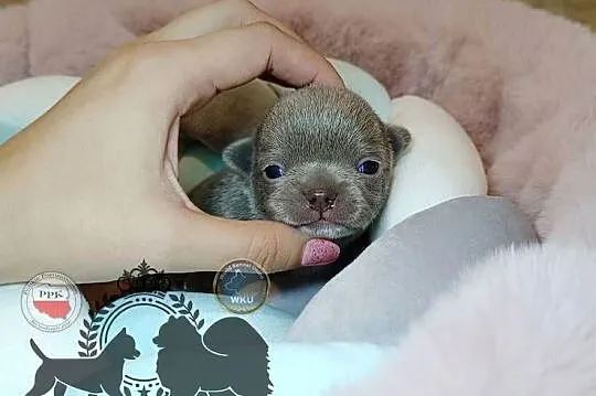 Chihuahua piesek liliowy krótkowłosy piękny badania rodowód, Mazowieckie, Warszawa