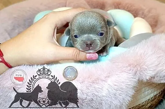 Chihuahua piesek liliowy krótkowłosy piękny badania rodowód, Mazowieckie, Warszawa