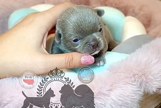 Chihuahua piesek liliowy krótkowłosy piękny badania rodowód, Mazowieckie, Warszawa