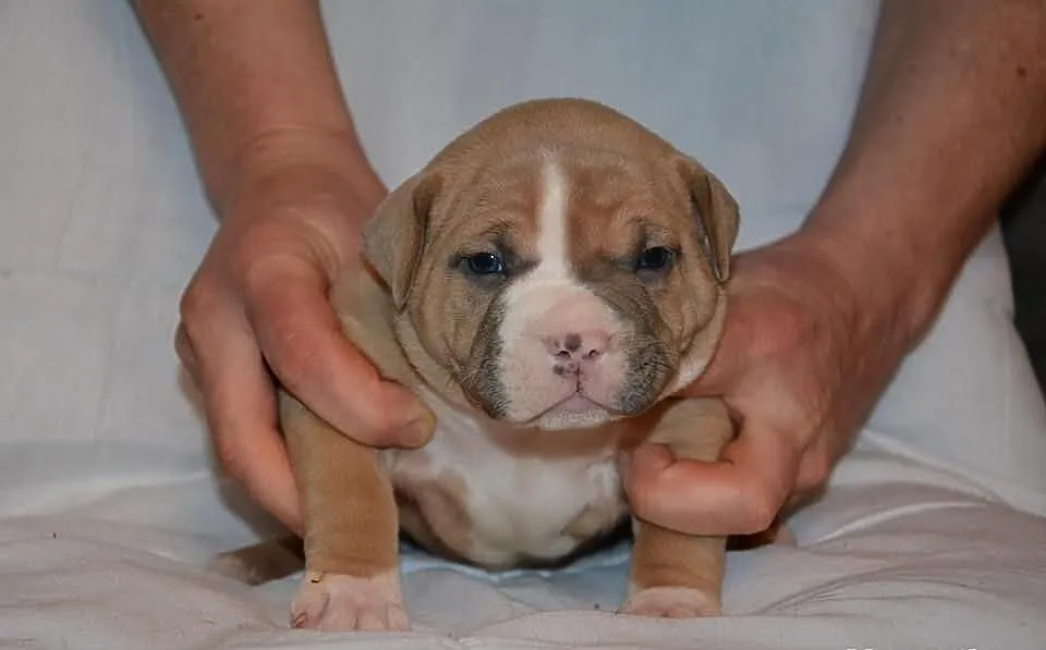 American Bully SZCZENIAKI Muscletonebullys CLAWD x