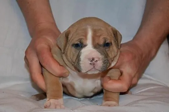 American Bully SZCZENIAKI Muscletonebullys CLAWD x
