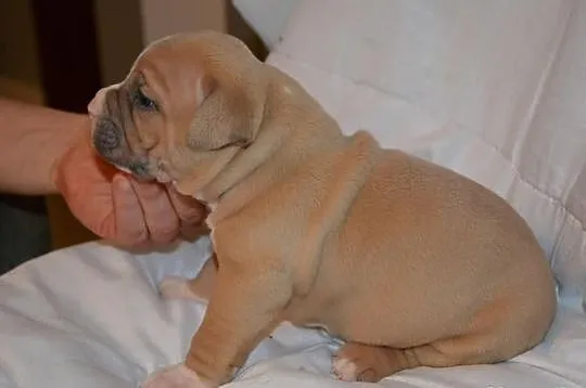 American Bully SZCZENIAKI Muscletonebullys CLAWD x