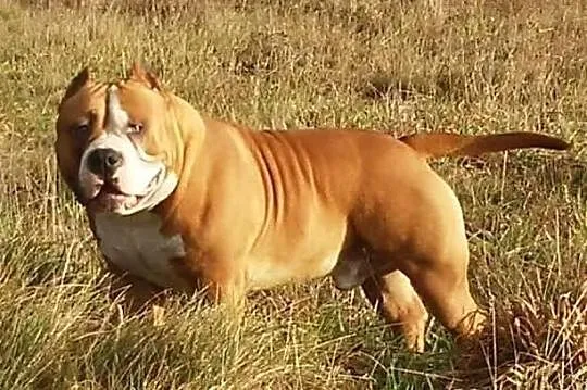 American Bully SZCZENIAKI Muscletonebullys CLAWD x