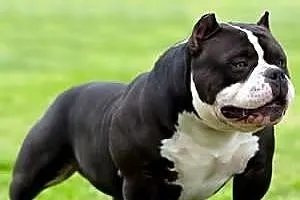 American Bully SZCZENIAKI Muscletonebullys CLAWD x