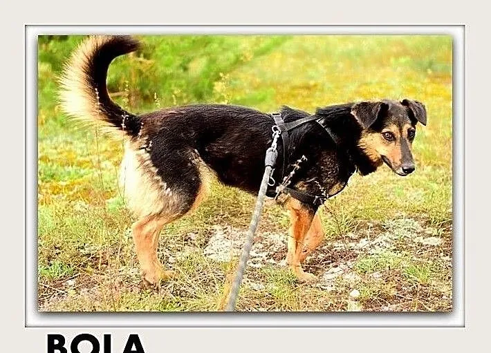 BOLA,średnia,przyjazna,sterylizowana suczka.ADOPCJA, Małopolskie, Tarnów