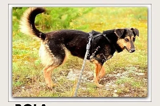 BOLA,średnia,przyjazna,sterylizowana suczka.ADOPCJA, Małopolskie, Tarnów