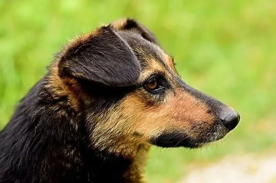 BOLA,średnia,przyjazna,sterylizowana suczka.ADOPCJA, Małopolskie, Tarnów