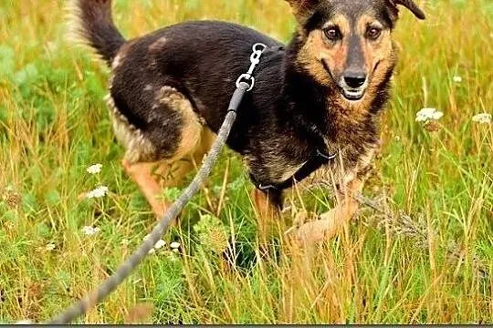 BOLA,średnia,przyjazna,sterylizowana suczka.ADOPCJA, Małopolskie, Tarnów