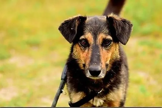 BOLA,średnia,przyjazna,sterylizowana suczka.ADOPCJA, Małopolskie, Tarnów