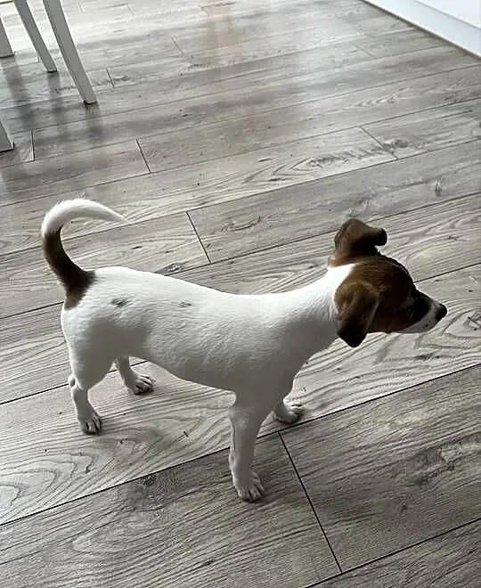Sprzedamy szczeniaka rasy Jack Russell Terrier – suczka Mija, 10 tygodni, Dolnośląskie, Wrocław