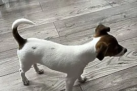 Sprzedamy szczeniaka rasy Jack Russell Terrier – suczka Mija, 10 tygodni