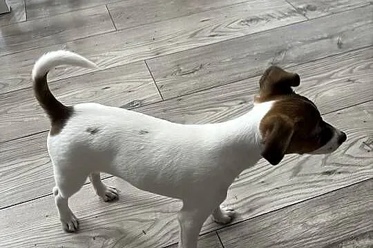 Sprzedamy szczeniaka rasy Jack Russell Terrier – suczka Mija, 10 tygodni, Dolnośląskie, Wrocław