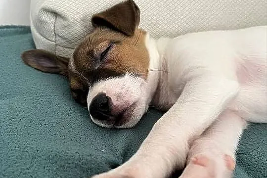 Sprzedamy szczeniaka rasy Jack Russell Terrier – suczka Mija, 10 tygodni, Dolnośląskie, Wrocław