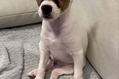 Sprzedamy szczeniaka rasy Jack Russell Terrier – suczka Mija, 10 tygodni, Dolnośląskie, Wrocław