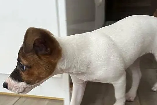 Sprzedamy szczeniaka rasy Jack Russell Terrier – suczka Mija, 10 tygodni, Dolnośląskie, Wrocław