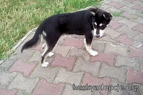 SAKE- kochany szczeniak mix husky do adopcji,  maz