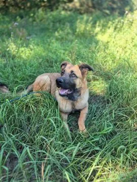 8 miesięczny Melek, przyjazny psiak szuka domu  MELEK to cudny, kochany pieszczoch, taka przylepa, t, , Warszawa