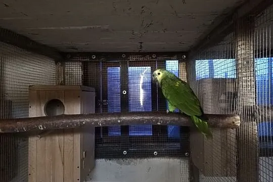 Sprzedam Amazonkę Niebieskoczelną - dorosły samiec DNA, Śląskie, Rybnik